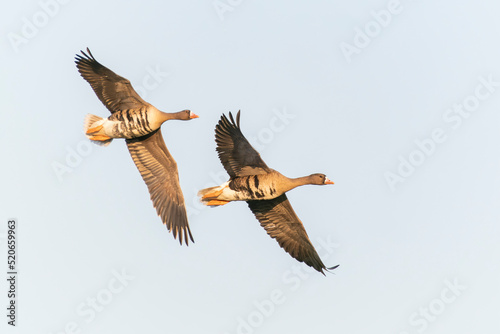 Two Greater White-fronted Goose (Anser albifrons) in flight. Gelderland in the Netherlands. 