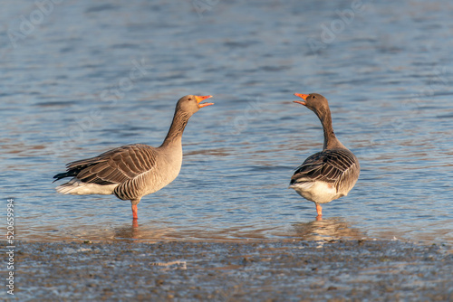   Two Greylag Goose (Anser anser) in mating season. Gelderland in the Netherlands.                                                             