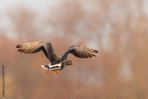 Greater White-fronted Goose (Anser albifrons) in flight.   Gelderland in the Netherlands.        © Albert Beukhof