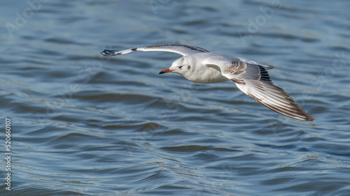 The black-headed gull (Chroicocephalus ridibundus) in flight low over the water. Gelderland in the Netherlands.  © Albert Beukhof