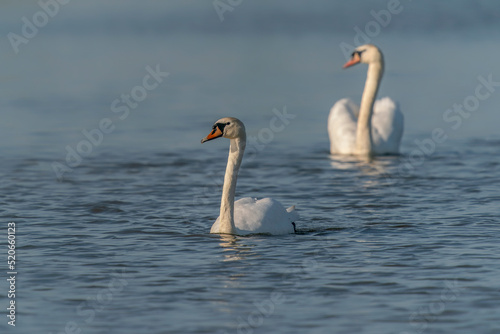 Two Mute Swan  Cygnus olor . White swan picture. Gelderland in the Netherlands.                                     