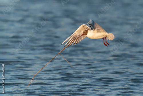   The black-headed gull  Chroicocephalus ridibundus  in flight low over the water  carrying a reed in its beak to build its nest. Gelderland in the Netherlands.       