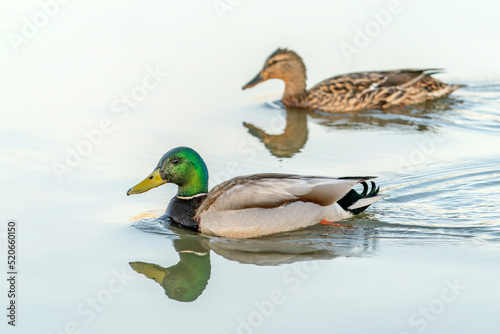 Beautiful Male and female Mallard duck (Anas platyrhynchos) swimming on lake surface in the Netherlands. Perfect reflection. 