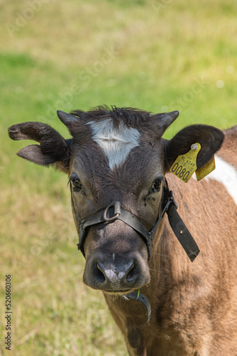 Enkhuizen, Netherlands, June 2022. Calves in the meadow.