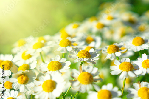 Chamomile summer wildflowers. White beautiful medical daisies in sunlight. Summer background. Floral background. © Денис Петровских