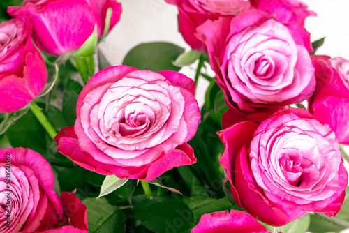 Beautiful pink roses with green leaves in the background. Bouquet of beautiful pink roses