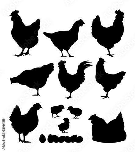 Chickens in pasture. Picture silhouette. Farm pets. Domestic poultry to get eggs. Isolated on white background. Vector