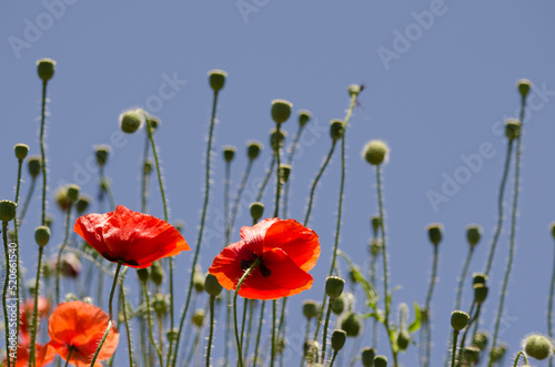 Flowers of common poppies Papaver rhoeas. San Mateo. Gran Canaria. Canary Islands. Spain.