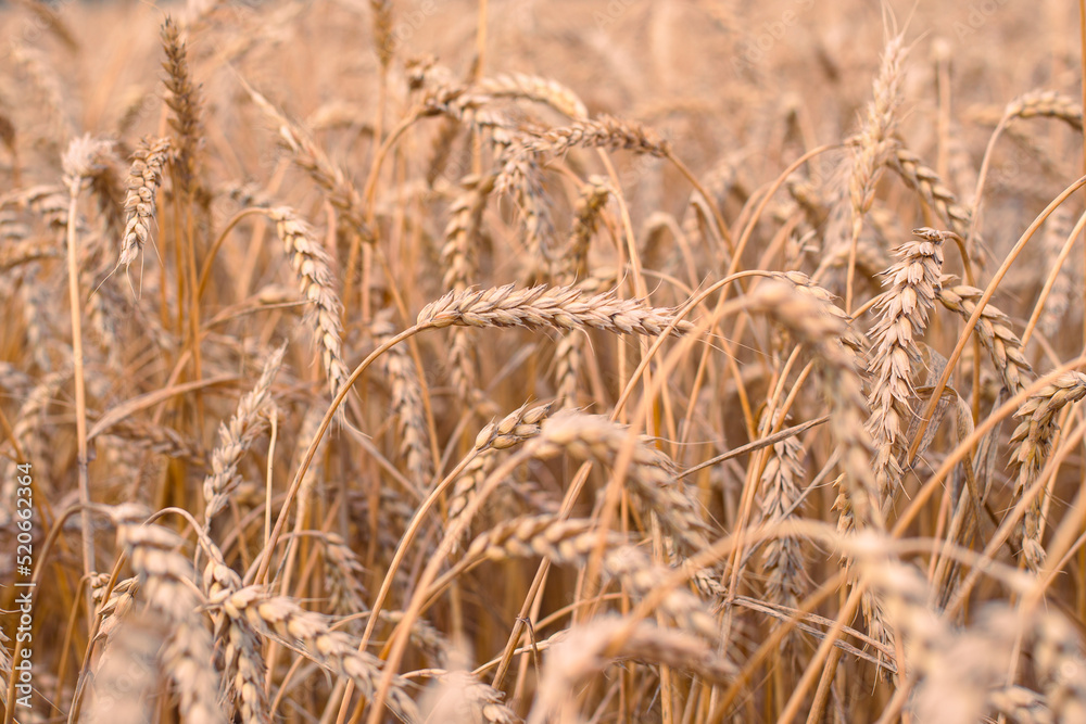 Fototapeta premium Ripe ears of wheat, blurred background, selective focus. Grain harvesting