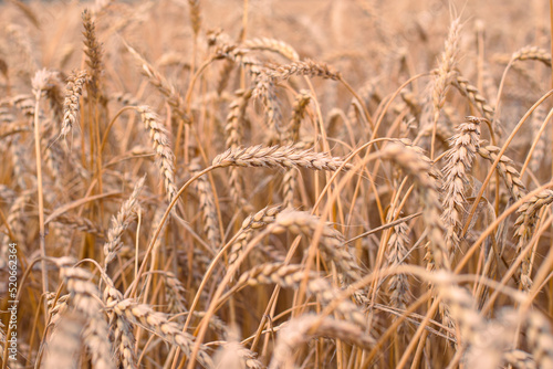 Ripe ears of wheat, blurred background, selective focus. Grain harvesting
