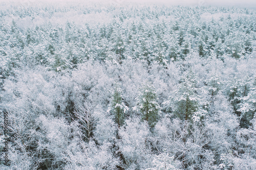 Aerial view of snow pine coniferous forest in landscape in winter. Top view from attitude. Drone view of beautiful european woods at wintertime.
