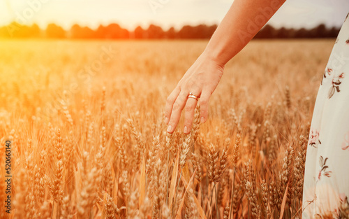 Wheat field hand woman. Young woman hand touching spikelets cereal field in sunset. Harvesting  summer sun  organic farming concept.
