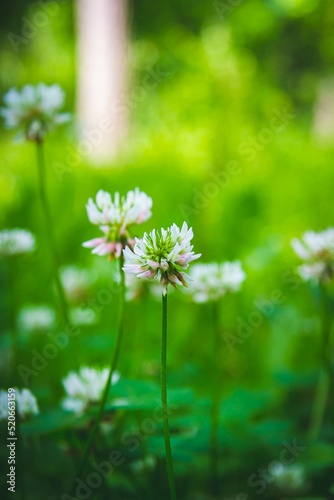 Beautiful flowers in the green grass. Flower close-up in the thicket.