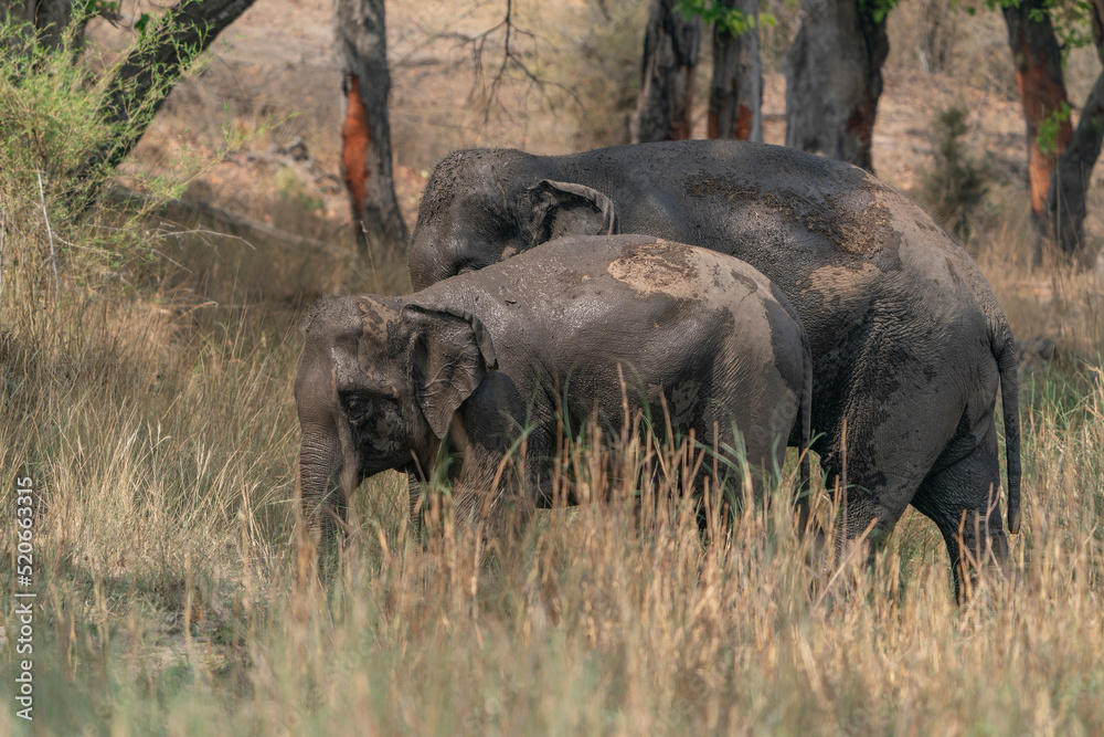 The Indian elephant (Elephas maximus indicus) in Bandhavgarh National Park in India.                                                      