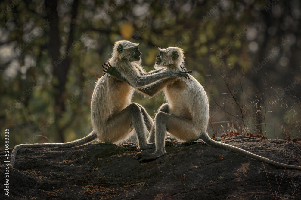 Two Gray langurs, also called Hanuman langurs or Hanuman monkeys (Semnopithecus) love each other. In the forest of India.                                                                               