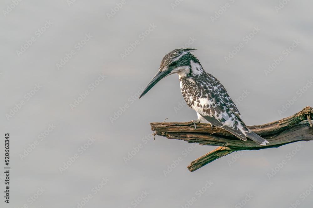 Pied kingfisher or water kingfisher (Ceryle rudis) sitting on a branch in Ranthambore National Park in India                                     - obrazy, fototapety, plakaty 
