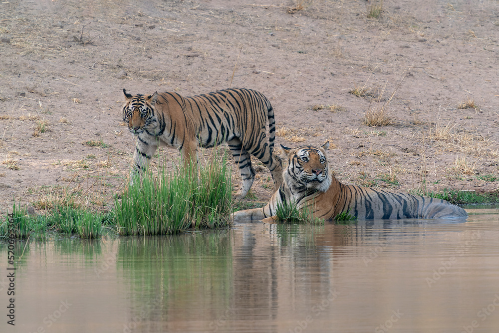 Tiger, Bengal Tiger and his subadult cub (Panthera tigris Tigris) near a lake in Bandhavgarh National Park in India. Reflection in the water.                                                         