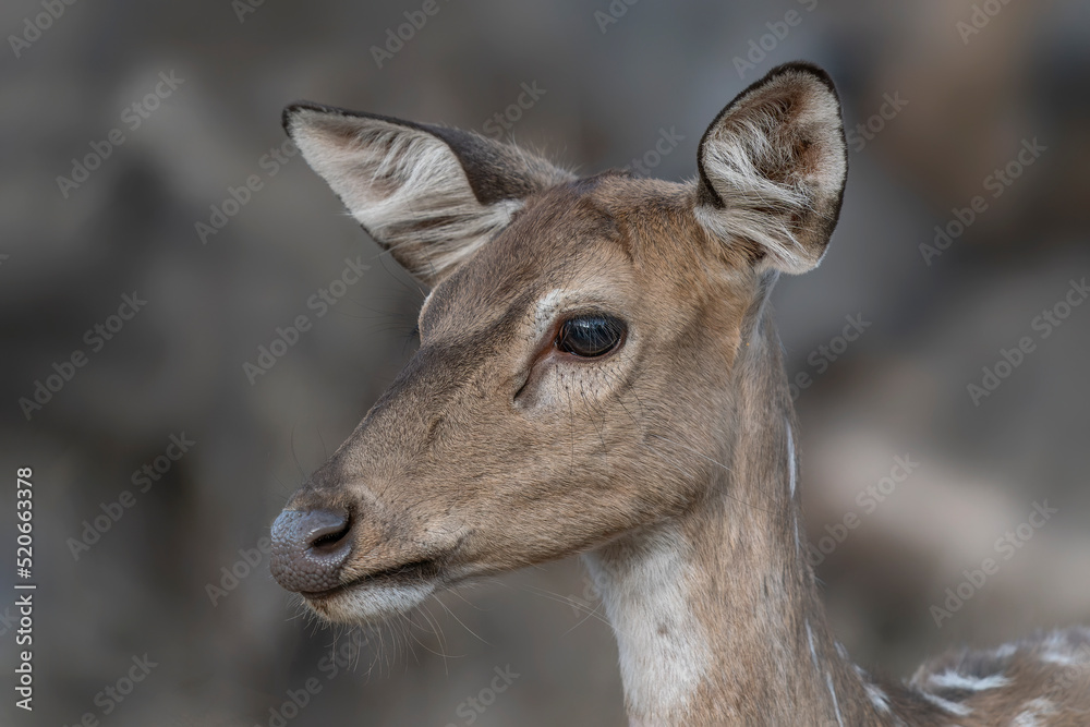 Portrait of a chital also known as spotted Indian deer, chital deer, and axis deer (Axis axis) in Ranthambore national park India.                                                                   