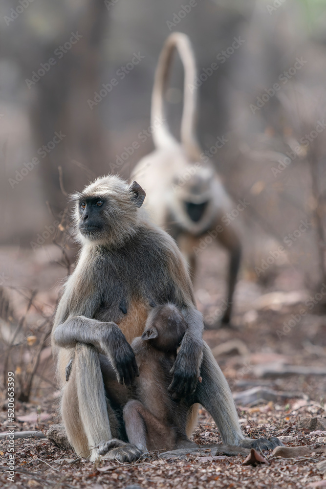 Female Gray langurs, also called Hanuman langurs or Hanuman monkeys (Semnopithecus)  and her little baby. Ranthambore national park India.