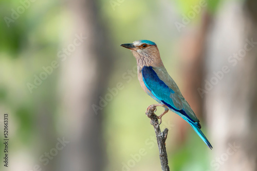 Beautiful Indian Roller (Coracias benghalensis) sitting on a branch in Bandhavgarh National Park in India 