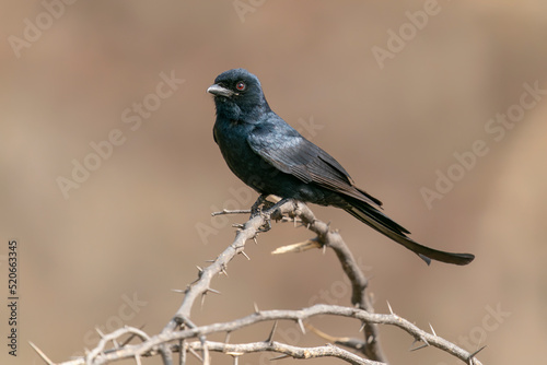 The black drongo (Dicrurus macrocercus) on a branch in Ranthambore national park India. 