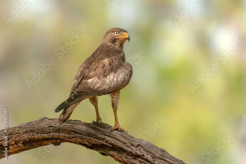 shikra (Accipiter badius) also called the little banded goshawk on a branch. Bandhavgarh National Park in India. 