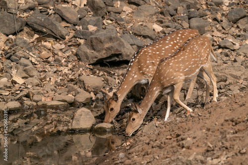 Two chital also known as spotted Indian deer  chital deer  and axis deer  Axis axis  drinking water in Ranthambore national park India.                                                                 