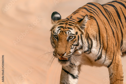 Fototapeta Naklejka Na Ścianę i Meble -  Tiger, Bengal Tiger (Panthera tigris Tigris), walking in Bandhavgarh National Park in India                                                              