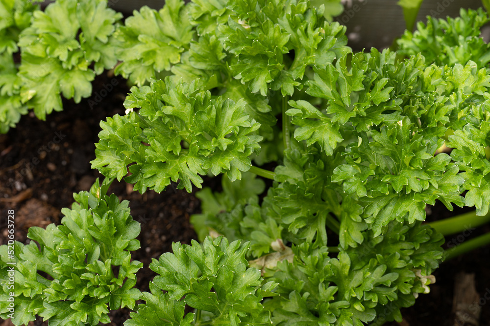 Fresh and green ripe parsley in the sun. Fresh and green ripe parsley in the sun.