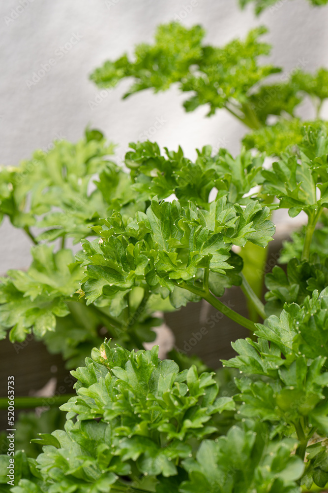Fresh and green ripe parsley in the sun. Fresh and green ripe parsley in the sun.