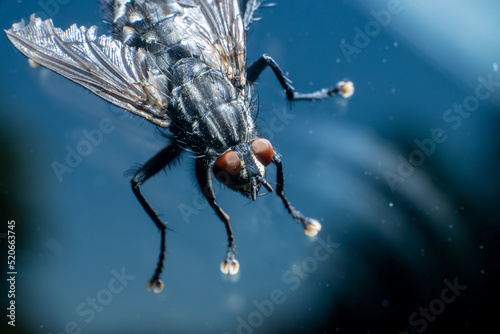 Macro photo of a housefly Musca domestica. © Trygve
