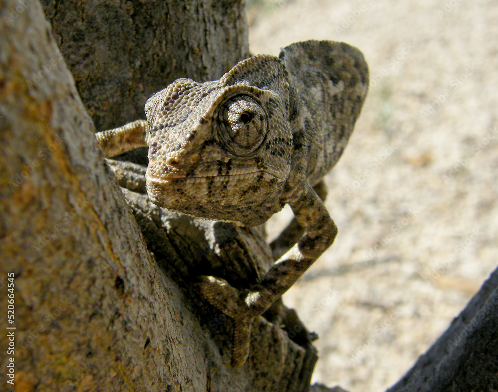 camaleão