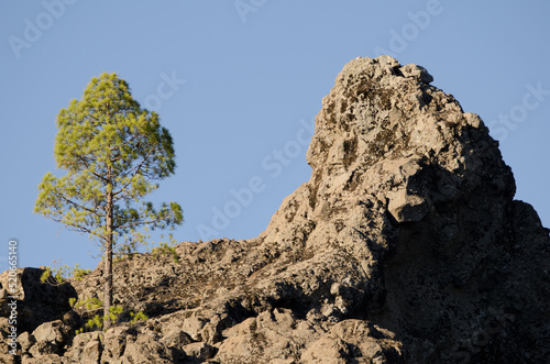 Cliff and Canary Island pine Pinus canariensis. The Nublo Rural Park. Tejeda. Gran Canaria. Canary Islands. Spain.