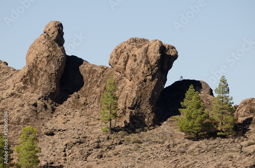 Cliffs and Canary Island pines Pinus canariensis. The Nublo Natural Monument. Tejeda. Gran Canaria. Canary Islands. Spain.