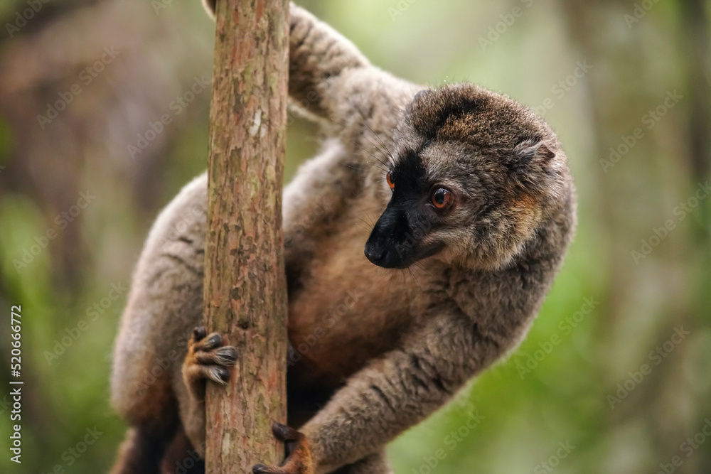 Fototapeta premium Common brown lemur - Eulemur fulvus - holding on a tree looking to side, rain drops on fur, blurred forest in background. Lemurs are endemic to Madagascar