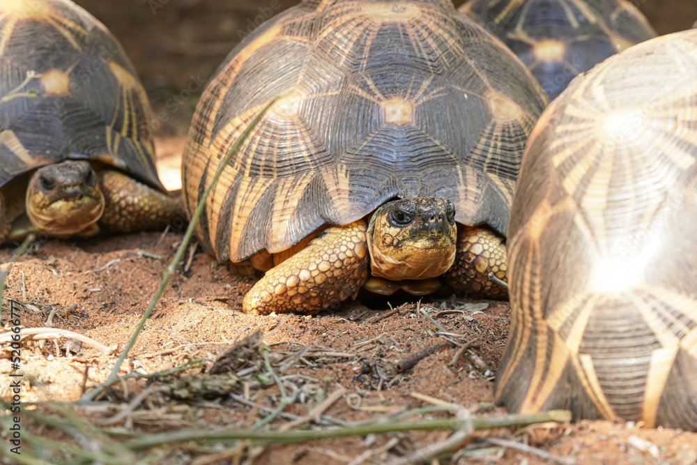 Radiated tortoises - Astrochelys radiata - critically endangered tortoise species, endemic to Madagascar, walking on sandy ground, closeup detail Radiated tortoises - Astrochelys radiata - critically endangered tortoise species, endemic to Madagascar, walking on sandy ground, closeup detail