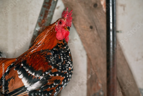Small bantam chicken rooster with bright red comb, blurred henhouse structure background