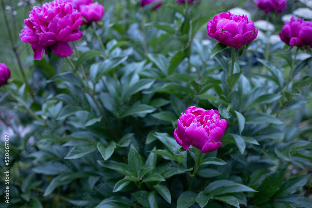 Beautiful and spectacular double bloom peonies with hot pink large, airy blooms with a dreamy cloud-like shape  densely packed with delicate, ruffled petals.