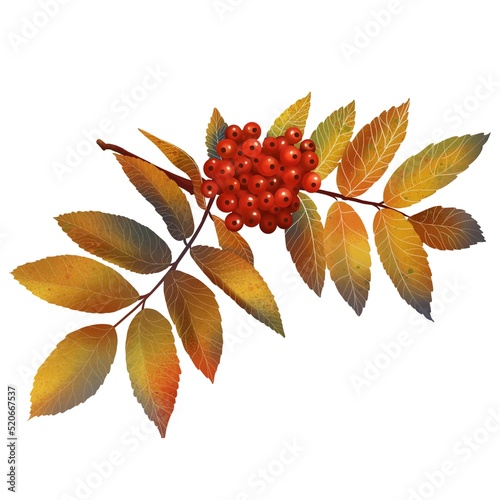 Red ripe rowan berries branch with red leaves on white background.