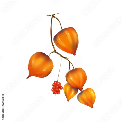 Physalis branches illustration on white background