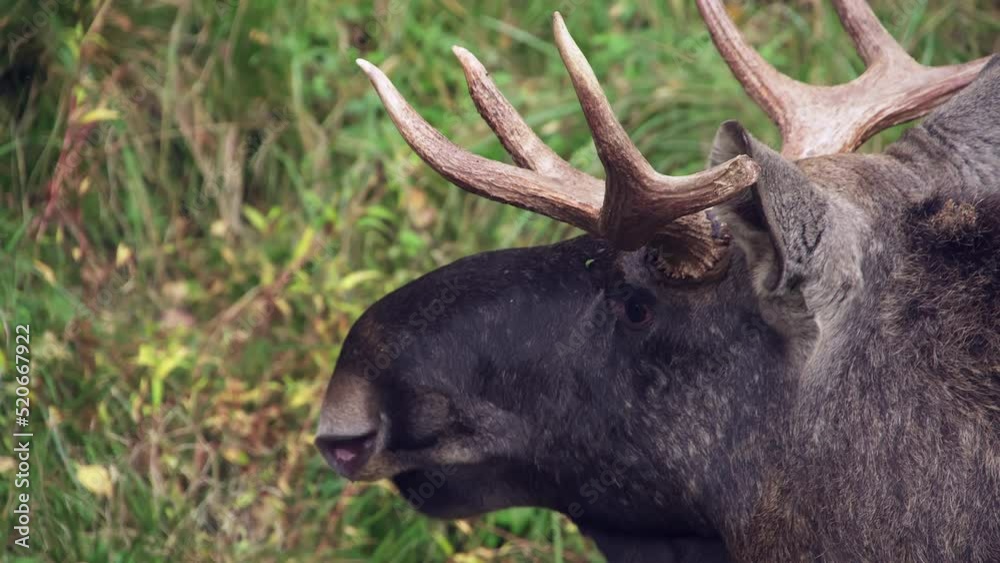 Close-up of a Bull Moose, Elk with antlers. During the rut. Close-up of a Bull Moose, Elk with antlers. During the rut.