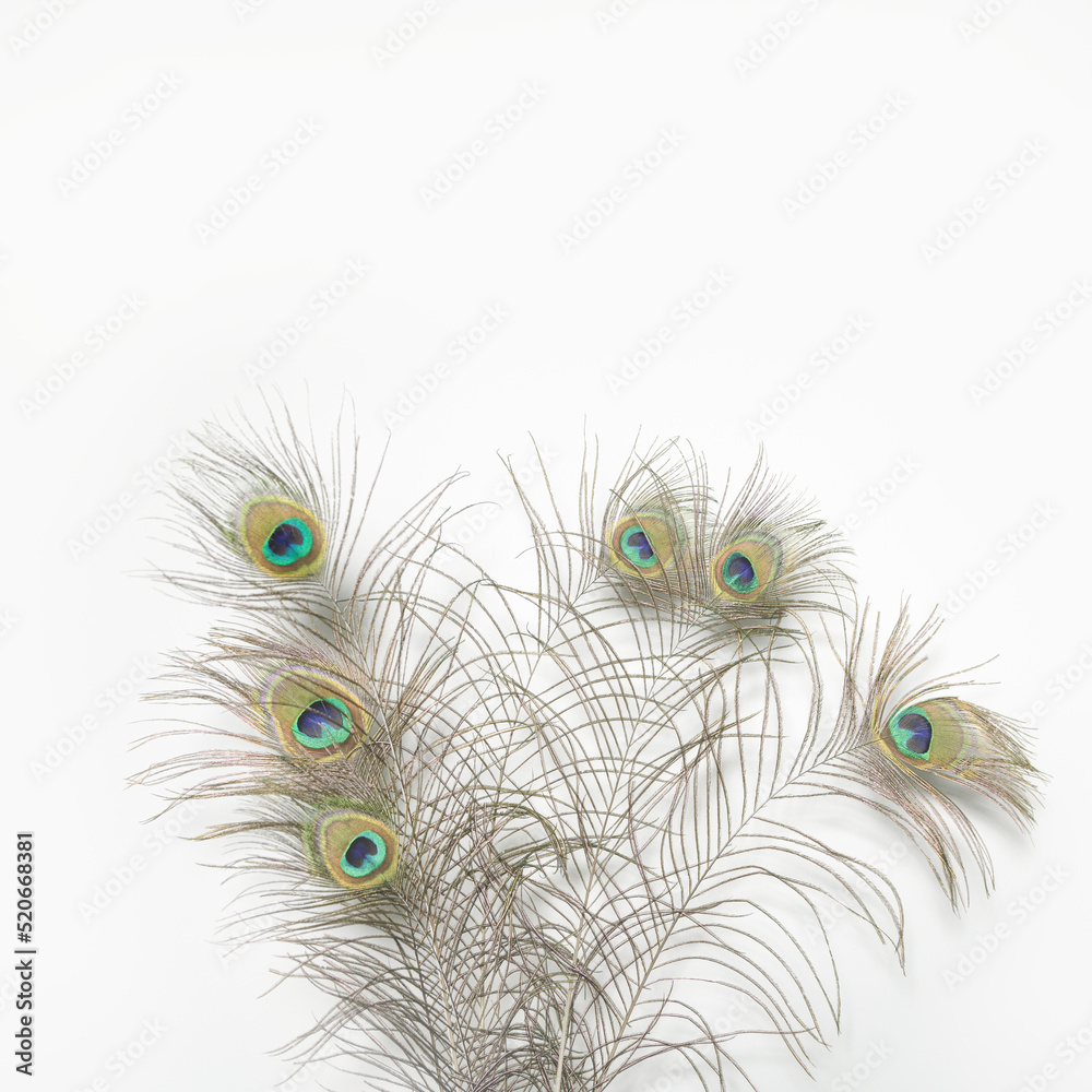 Fototapeta premium Peacock feathers isolated on white background. copy space square format
