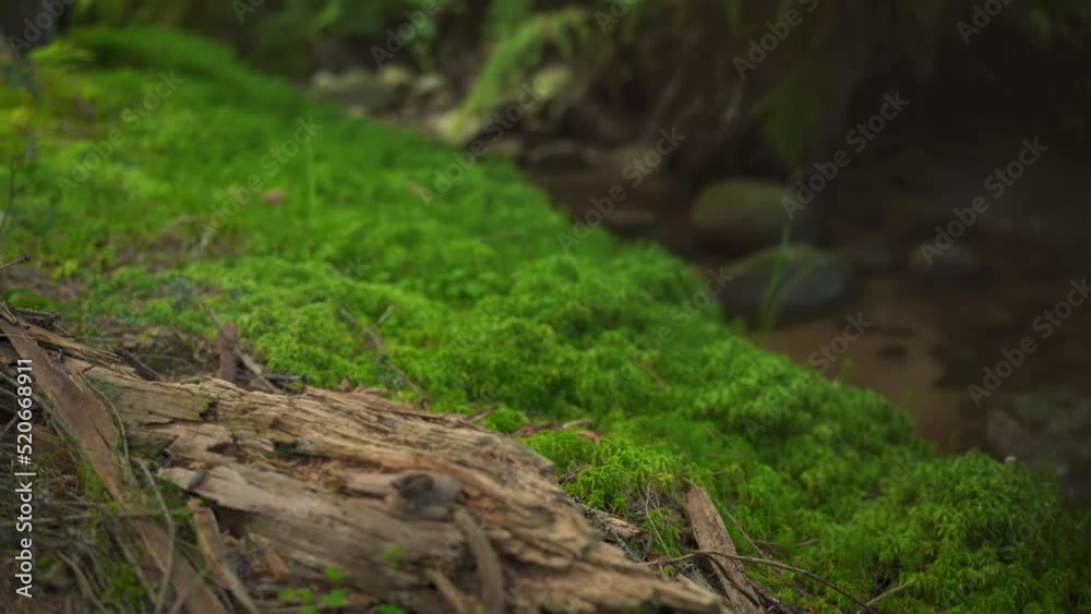 Fine green moss growing on dark forest ground near dead tree root, few small twigs close, camera slides forward, closeup macro detail Fine green moss growing on dark forest ground near dead tree root, few small twigs close, camera slides forward, closeup macro detail