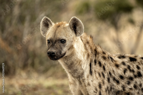 Spotted hyena (Crocuta crocuta) in Mashatu; Botswana; Africa