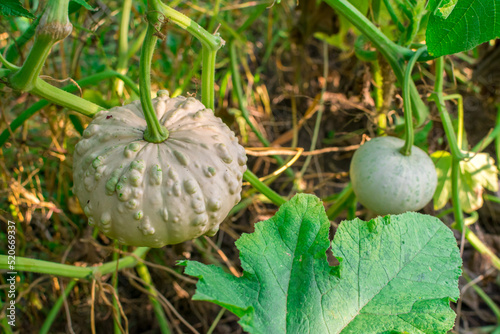 Two young decorative warty pumpkins on a bush in the garden. Agricultural season, agricultural concept. Harvesting.