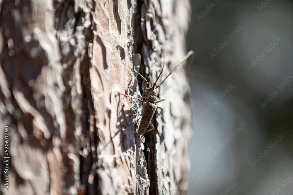 A white-spotted sawyer on a red cedar tree trunk