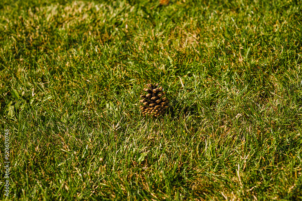 A small fallen brown forest cone lies on the green grass. Photography of nature.