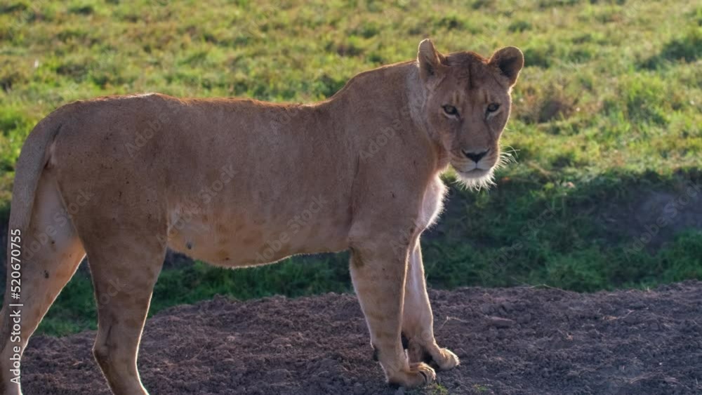 A lioness stands and peeps out her prey while walking in the wild nature of the African savannah. Lion in natural habitat A lioness stands and peeps out her prey while walking in the wild nature of the African savannah. Lion in natural habitat