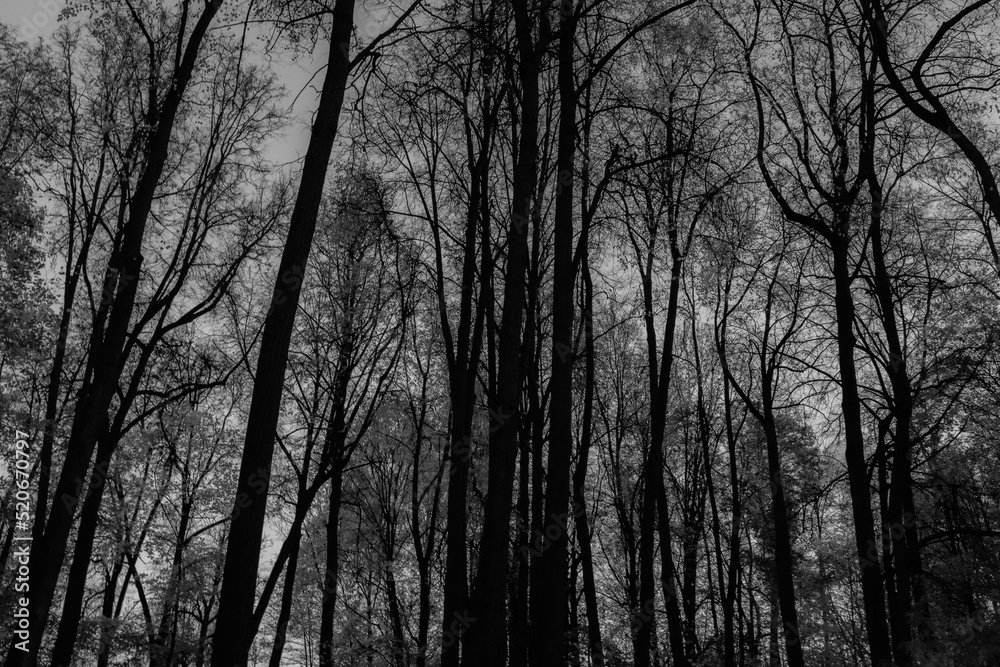 Background of deciduous autumn forest in without leaves. Trees crowns. Forest from trees trunks for poster, calendar, post, screensaver, wallpaper, postcard, card, banner, cover, website. Art photo Background of deciduous autumn forest in without leaves. Trees crowns. Forest from trees trunks for poster, calendar, post, screensaver, wallpaper, postcard, card, banner, cover, website. Art photo