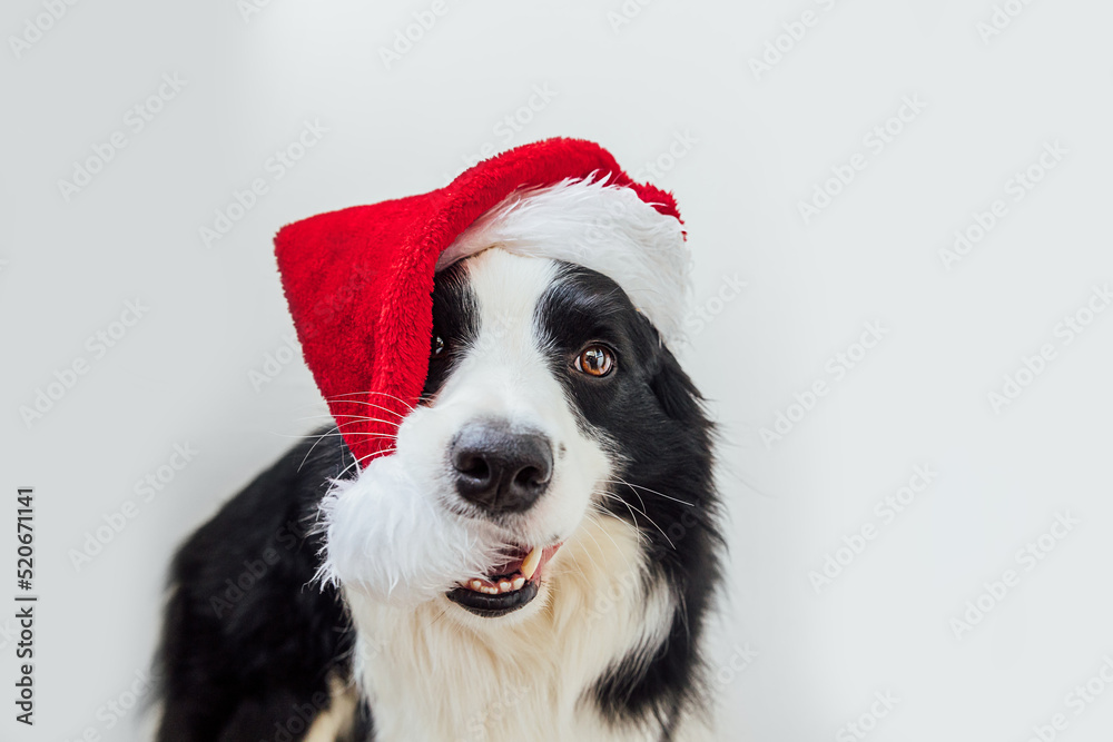 Funny portrait of cute smiling puppy dog border collie wearing Christmas costume red Santa Claus hat isolated on white background. Preparation for holiday. Happy Merry Christmas concept